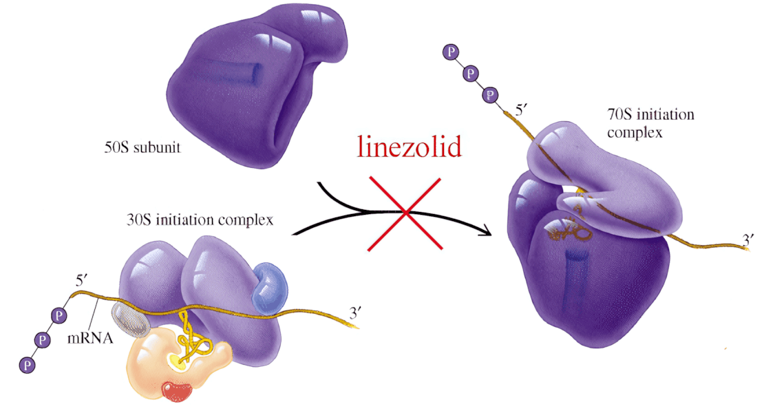 Linezolid Mechanism of Action|inline