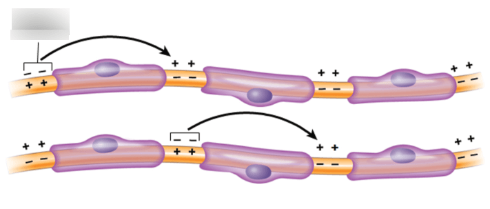 SALTATORY (JUMPING) CONDUCTION